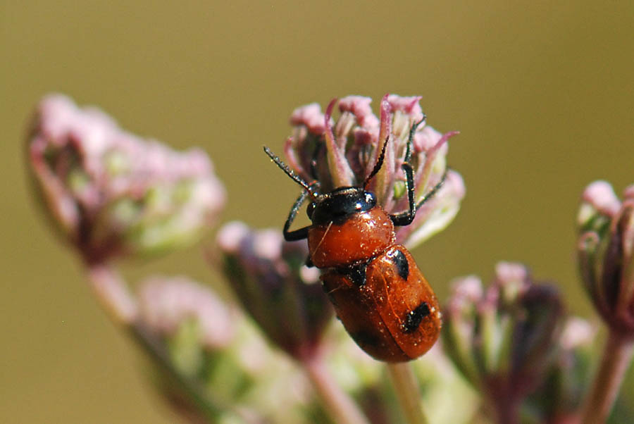 Come si chiama? Coptocephala scopolina